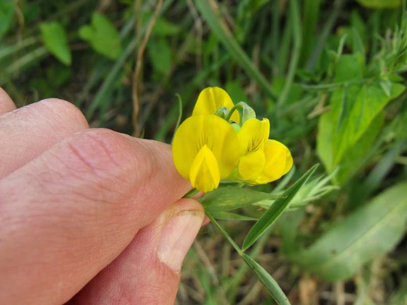 Lathyrus pratensis